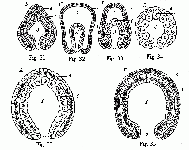 Fig. 30--Gastrula of a very simple primitive-gut animal or gastræad. Fig. 31--Gastrula of a worm. Fig. 32--Gastrula of an echinoderm. Fig. 33--Gastrula of an arthropod. Fig. 34--Gastrula of a mollusc. Fig. 35--Gastrula of a vertebrate.