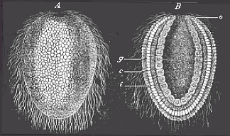 Fig. 36--Gastrula of a lower sponge (olynthus).