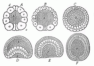 Fig. 38--Gastrulation of the amphioxus.