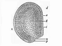 Fig. 39--Gastrula of the amphioxus, seen from left side.