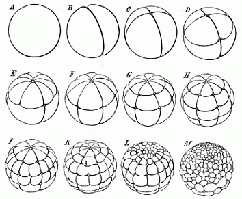 Fig. 40. The cleavage of the frog's ovum.