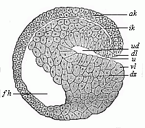 Fig. 47. Sagittal section of a hooded-embryo (depula) of triton.