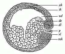 Fig. 48. Sagittal section of the gastrula of the water-salamander.