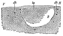 Longitudinal section through the blastula of a shark.