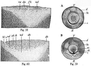 Fig. 58. Vertical section of the bastula of a hen. Fig. 59. The germinal disk of the hen's ovum at the beginning of gastrulation. Fig. 60. Longitudinal section of the germinal disk of a siskin.