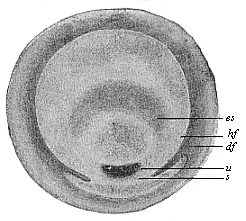 Germinal disk of the lizard.