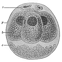 Ovum of the opossum (Didelphys) divided into four.