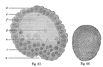 Fig. 65. Blastula of the opossum (Didelphys) at the beginning of gastrulation. Fig. 66. Oval gastrula of the opossum (Didelphys), about eight hours old.