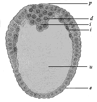 Longitudinal section through the oval gastrula of the opossum.