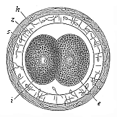 Incipient cleavage of the mammal ovum (from the rabbit).