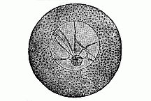 Fig. 8--Unfertilised ovum of an echinoderm.