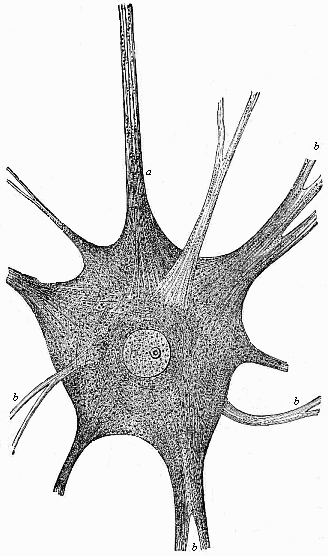 Fig. 9--A large branching nerve-cell, or soul-cell.