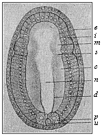 Embryo of the amphioxus, sixteen hours old, seen from the back.