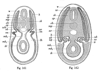 Figs. 161 amd 162. Transverse section of shark-embryos (through the region of the kidneys).