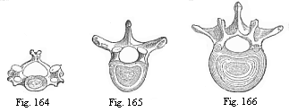 Fig. 164. The third cervical vertebra (human)> Fig. 165. The sixth dorsal vertebra (human). Fig. 166. The second lumbar vertebra (human).