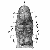 Head of a dog embryo, seen from the front.