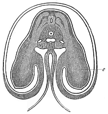 Transverse section of the shoulder and fore-limb (wing) of a chick-embryo of the fourth day.