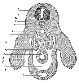 Transverse section of the pelvic region and hind legs of a chick-embryo of the fourth day.
