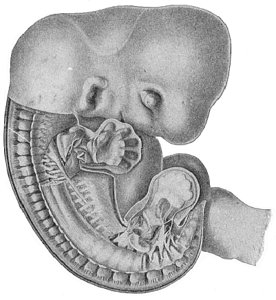 Human embryo, five weeks old, half an inch long, seen from the right.