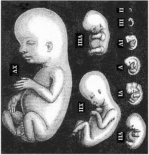 Human embryos from the second to the fifteenth week, seen from the left.