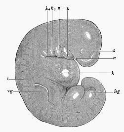 Very young human embryo of the fourth week, one-fourth of an inch long.