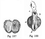 Fig. 187. Human ovum of ten days. Fig. 188. Human foetus of ten days, taken from the preceding ovum, magnified.
