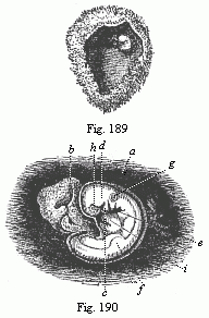 Fig. 189. Human ovum of twenty to twenty-two days. Fig. 190. Human foetus of twenty to twenty-two days, taken from the preceding ovum, magnified.