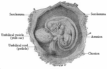 Human embryo of the fourth week, one-third of an inch long, lying in the dissected chorion.