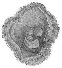 Human embryo of the fourth week, with its membranes, like Fig. 192, but a little older.