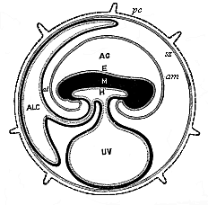 Diagram of the embryonic organs of the mammal (foetal membranes and appendages).