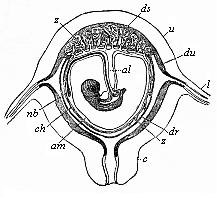 Diagrammatic frontal section of the pregnant human womb.
