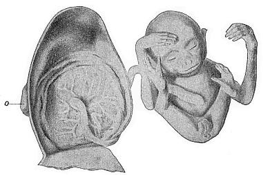 Male embryo of the Siamang-gibbon (Hylobates siamanga) of Sumatra.