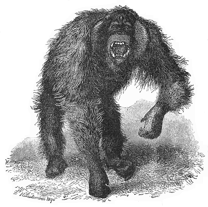 Wild orang (Dyssatyrus auritus).