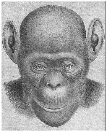 The bald-headed chimpanzee (Anthropithecus calvus). Female.