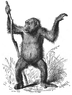Female chimpanzee (Anthropithecus niger).