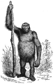 Female gorilla.