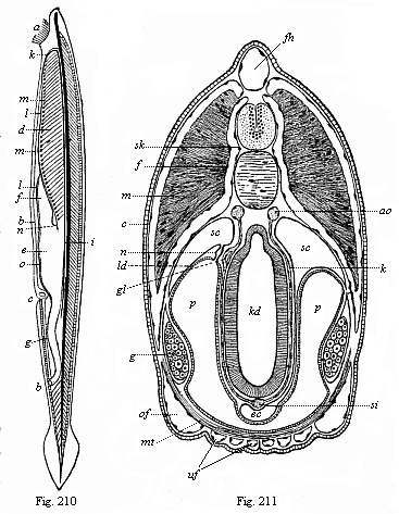 Fig. 210. The lancelet (Amphioxus lanceolatus), left view. Fig. 211. Transverse section of the head of the Amphioxus.