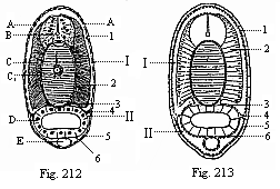 Fig. 212. Transverse section of an Amphioxus-larva, with five gill-clefts, through the middle of the body. Fig. 213. Diagram of the preceding.