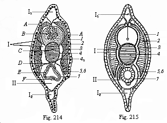Fig. 214. Transverse section of a young Amphioxus, immediately after metamorphosis. Fig. 215. Diagram of preceding.