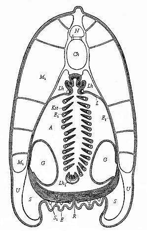 Transverse section of the lancelet, in the fore half.