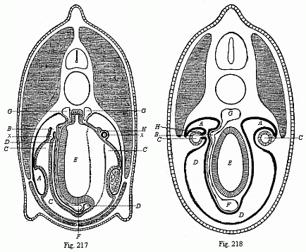 Fig. 217. Transverse section through the middle of the Amphioxus. Fig. 218. Transverse section of a primitive fish embryo.