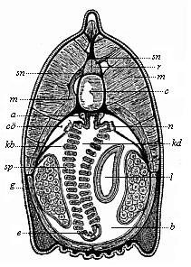Transverse section of the head of the Amphioxus.
