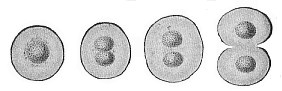 Chroococcus minor.