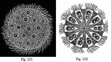 Fig. 231. The Norwegian Magosphaera planula, swimming about by means of the lashes or cilia at its surface. Fig. 232. Section of same, showing how the pear-shaped cells in the centre of the gelatinous ball are connected by a fibrous process.