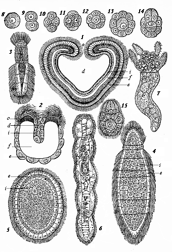 Fig. 233. Modern gastræads. Fig. 1. Pemmatodiscus gastrulaceus (Monticelli), in longitudinal section. Fig. 2. Kunstleria gruveli (Delage), in longitudinal section. (From Kunstler and Gruvel.) Figs. 3-5. Rhopalura Giardi (Julin): Fig. 3 male, Fig. 4 female, Fig. 5 planula. Fig. 6. Dicyema macrocephala (Van Beneden). Fig. 7-15. Conocyema polymorpha (Van Beneden): Fig. 7 the mature gastræad, Fig. 8-15 its gastrulation.