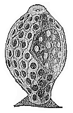 Olynthus, a very rudimentary sponge.