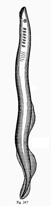 The large marine lamprey (Petromyzon marinus).