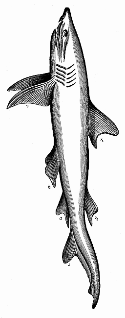 Fully-developed man-eating shark (Carcharias melanopterus), left view.