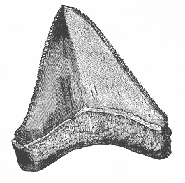 Tooth of a gigantic shark (Carcharodon megalodon), from the Pliocene at Malta.