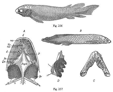Fig. 256. Fossil Dipneust (Dipterus Valenciennesi), from the old red sandstone (Devon). Fig. 257.
The Australian Dipneust (Ceratodus Forsteri).